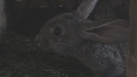 Small, cute rabbits in a cage Video stock 89922503