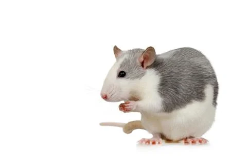 Small cute rat sits on its hind legs Stock-Fotos