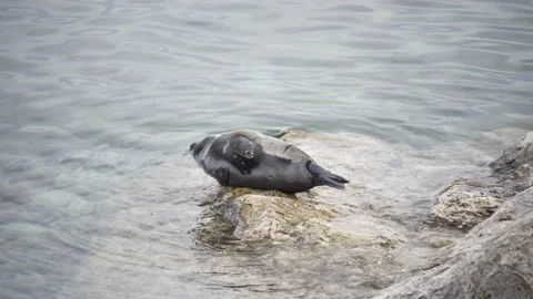 A small cute seal is basking on a stone near the water. Wildlife, rare animals Stock Footage 158059114