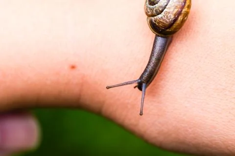 Small cute snail crawling on hand Stock Photos