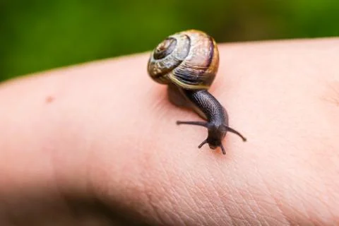 Small cute snail crawling on hand Foto stock