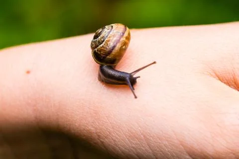 Small cute snail crawling on hand Stock Photos