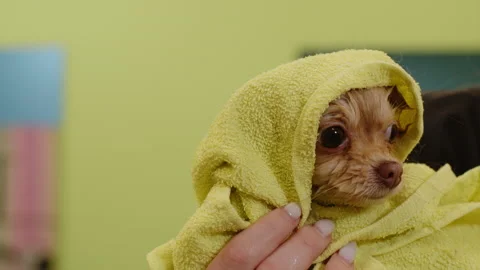 A small cute Spitz dog is wrapped in a green towel after bathing in the salon Stock Footage 170560326