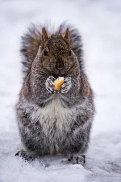 A small cute squirrel, eating surrounded by snow 库存照片