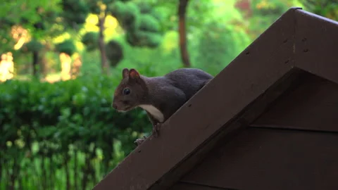 Small cute squirrel in nature Stock Footage 335550877