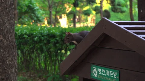 Small cute squirrel in nature Vídeos de archivo 335550882