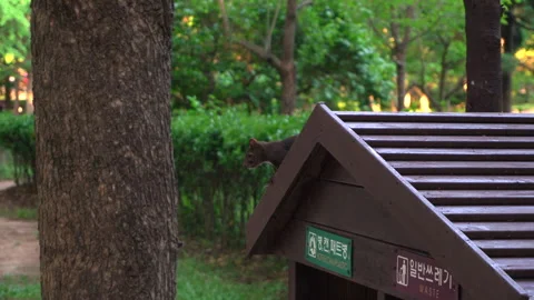 Small cute squirrel in nature Stock Footage 335550885