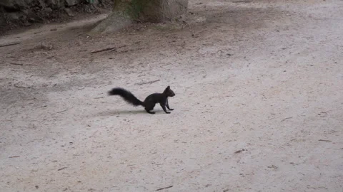 Small cute squirrel in nature Stock Footage 335550891