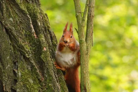 Small, cute squirrel resting on a tree Stock Photos