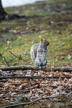 A small cute squirrel standing on a tree branch in a park Stock Photos