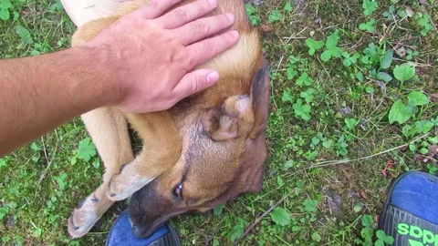 Small cute stray dog gets affection from his owner Video stock 139795418
