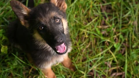 Small cute stray dog gets affection from stranger, homeless pet with kind Stock-Footage 162045153