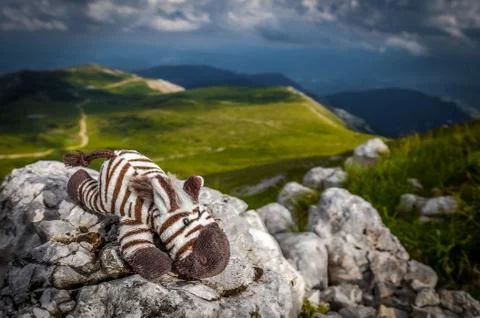 Small cute stuffed zebra toy laying on the rock on the rax plateau Stock Photos