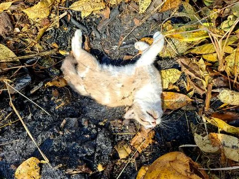Small cute tabby kitten lying on its back sleeping outdoors in autumn leaves. Foto stock