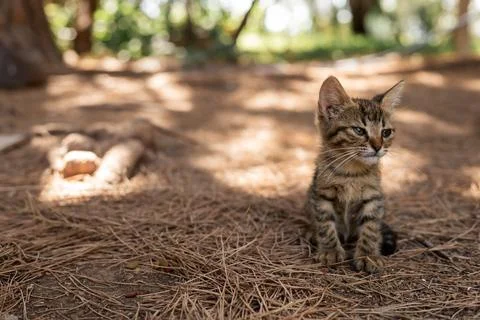 A small cute tangled brown stray kitten in public park Stock Photos