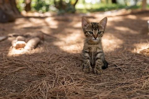 A small cute tangled brown stray kitten in public park Stock Photos