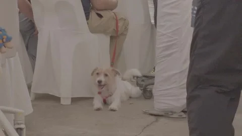Small Cute Terrier Dog Resting Under Chair Outdoors Stock Footage 345471143