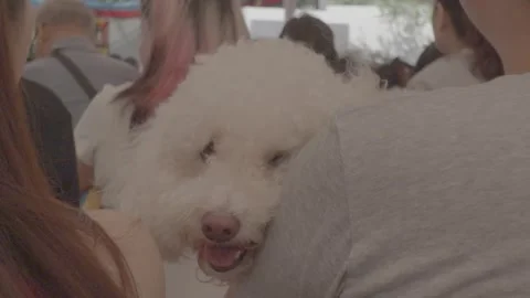Small Cute Terrier Dog Resting Under Chair Outdoors Stock Footage 345471156