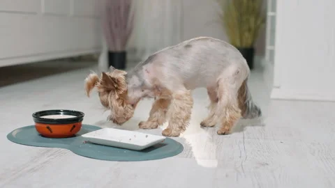 Small cute terrier eating dog food from bowl Video stock 255373339