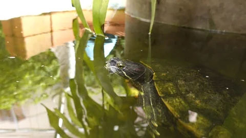 Small Cute a turtle in pond 스톡 동영상 111990836