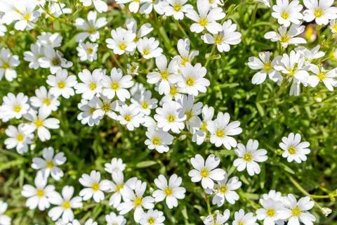 Small cute white flowers pattern in the garden Stock Photos