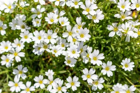 Small cute white flowers pattern in the garden Stock Photos