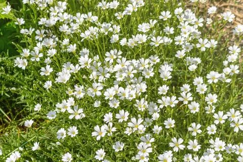 Small cute white flowers pattern in the garden Foto stock
