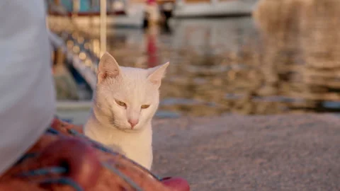 Small cute white fluffy cat sits on embankment next to fishing net and waits for Stock Footage 222863939
