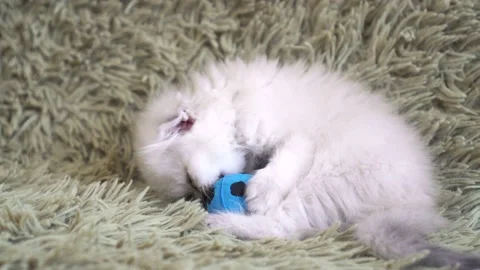 Small cute white kitten playing at football Stock Footage 87422683