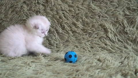 Small cute white kitten playing at football Vídeos de archivo 87426280