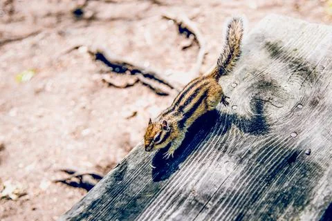 Small cute wild fluffy chipmunk rodent run in habitat in the forest in summer Stock Photos