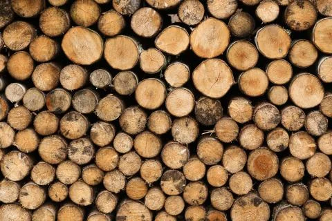 Small cutted timber logs. Timber. Wooden background Stock Photos