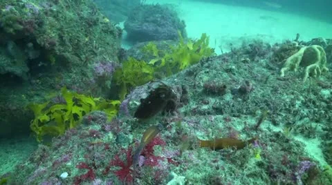 Small Cuttlefish Changing Colour Stock Footage 12663800