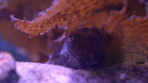 Small cuttlefish hiding under seaweed focus pull CS Stock Footage 96086659
