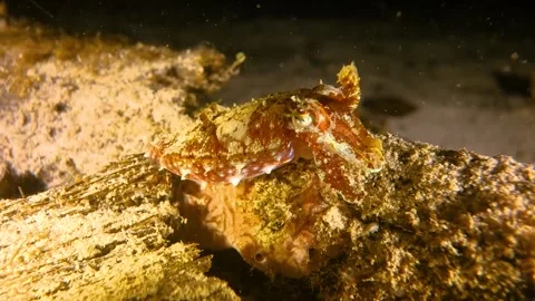 Small cuttlefish at night Stock Footage 130241806