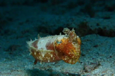 Small cuttlefish Foto stock