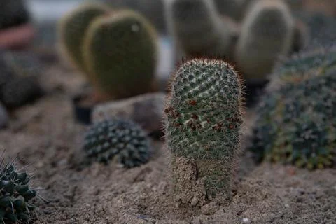 A small, cylindrical cactus stands upright in sandy soil, Stock Photos