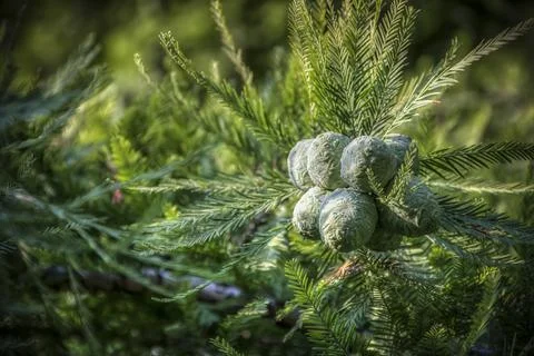 Small cypress cones Stock Photos