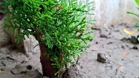 Small Cypress Shrub Sprouting From Rural Ground Video stock 338311947