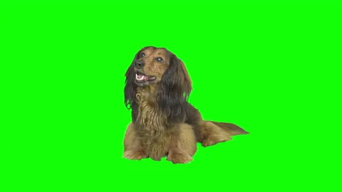Small dachshund on green screen isolated with chroma key, real shot Vídeo Stock 205574560
