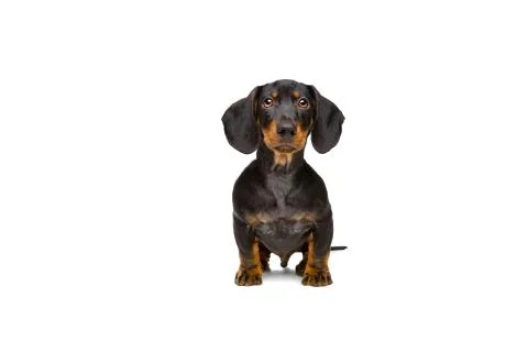 Small dachshund Stock Photos