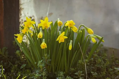 Small daffodils blooming in spring Stock Photos