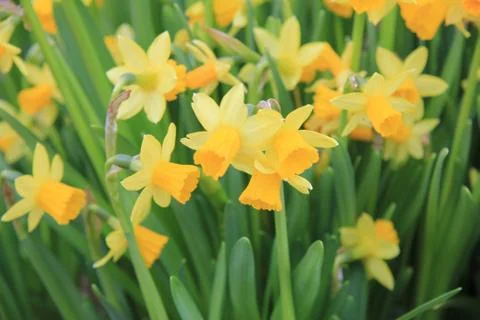 Small daffodils Foto stock