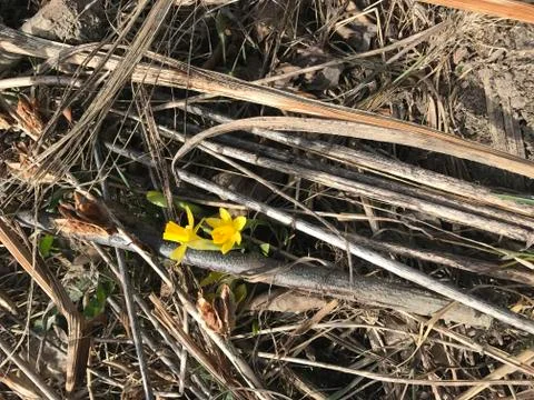 Small daffodils in springtime Stock Photos
