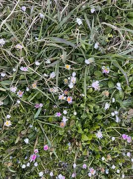 Small daisies bloom in spring Stock Photos