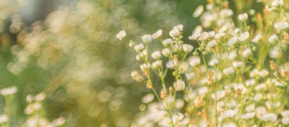 Small daisies in a clearing in the rays of the setting sun Stock Photos