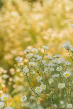 Small daisies in a clearing in the rays of the setting sun Stock Photos