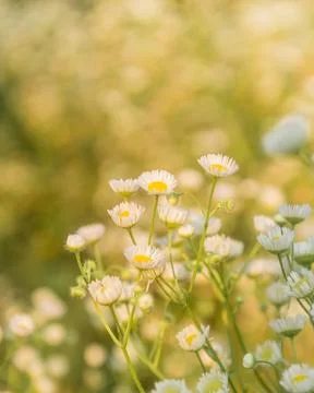 Small daisies in a clearing in the rays of the setting sun Stock-Fotos