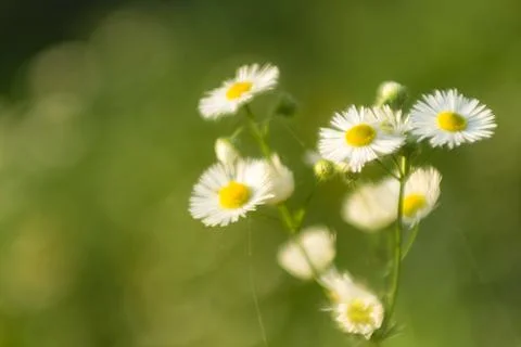 Small daisies close-up, soft focus, gentle warm color Stock Photos