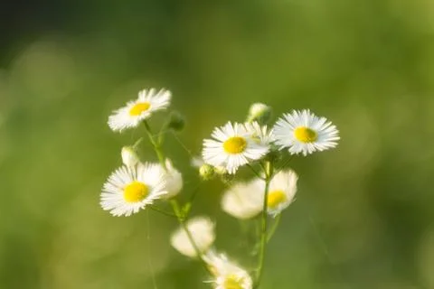 Small daisies close-up, soft focus, gentle warm color Stock-Fotos